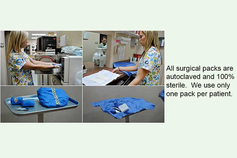 Step by Step Surgery Animal and Bird Medical Center of Palm Harbor