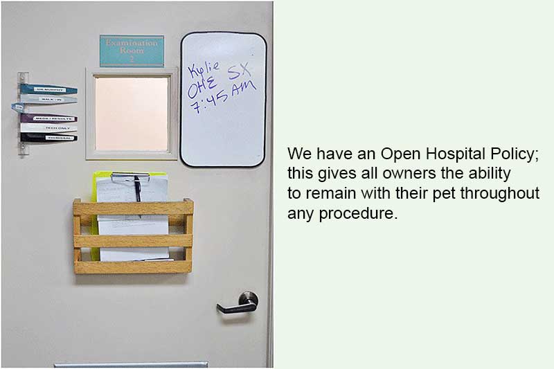 Step by Step Surgery Animal and Bird Medical Center of Palm Harbor