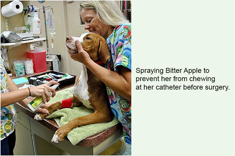 Step by Step Surgery Animal and Bird Medical Center of Palm Harbor