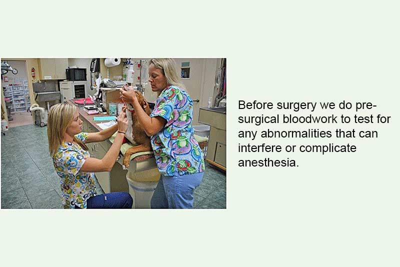 Step by Step Surgery Animal and Bird Medical Center of Palm Harbor