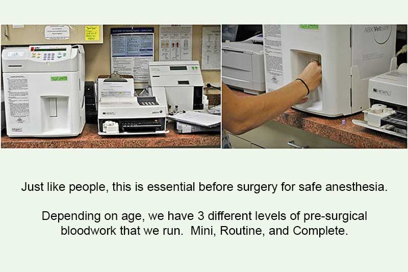 Step by Step Surgery Animal and Bird Medical Center of Palm Harbor