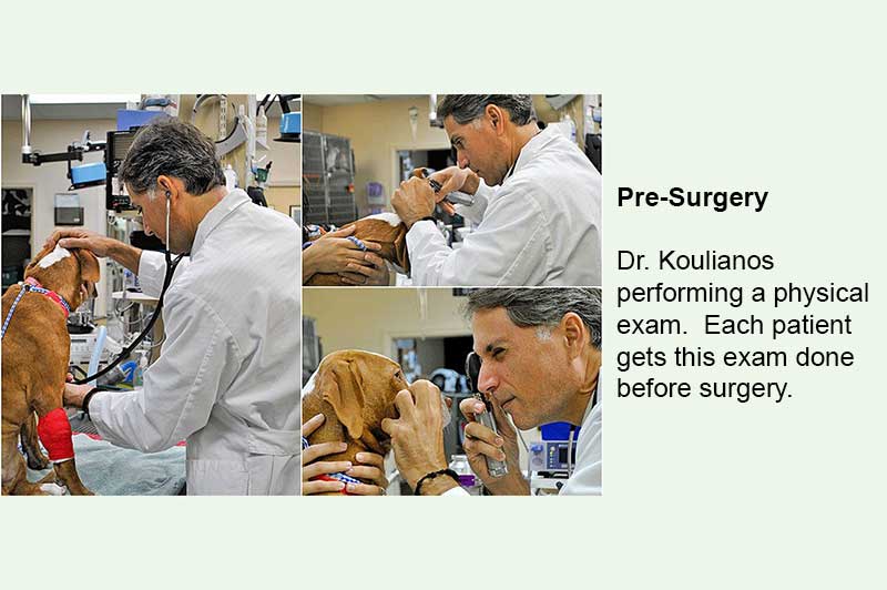 Step by Step Surgery Animal and Bird Medical Center of Palm Harbor