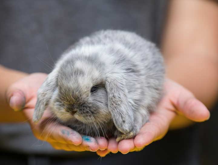 Rabbit Surgery: Rabbit Spay and Neuter Information